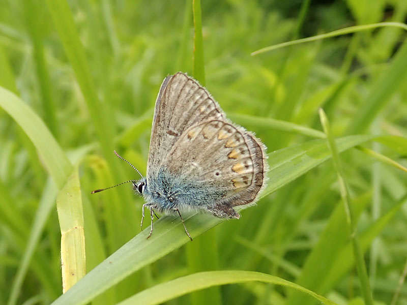 Lycaenidae: Polyommatus sp.